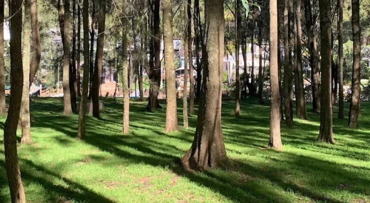 McCarrs Creek Reserve