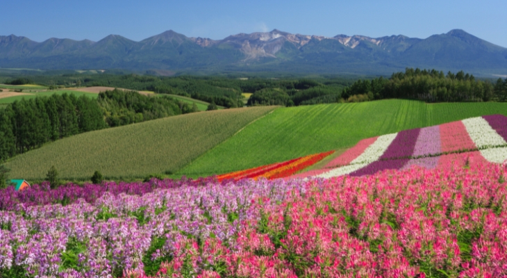 Terrey Hills Flower Farm